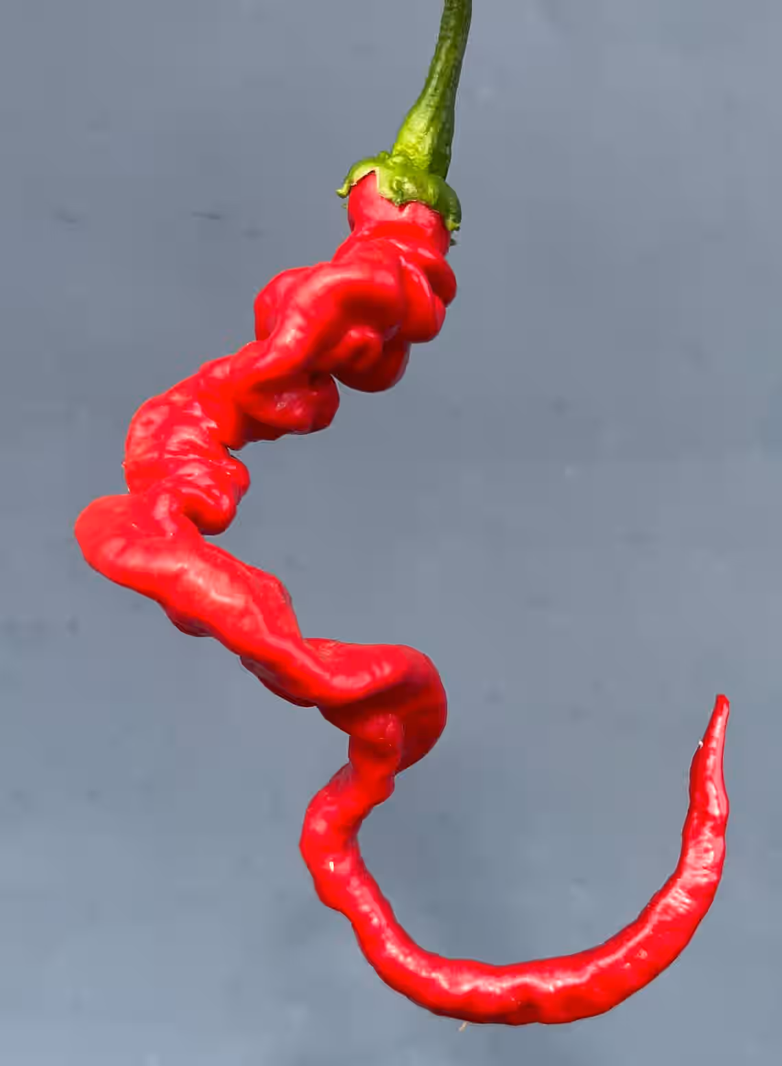 Helix Nebula Space Chile Pepper Premium Seed Packet