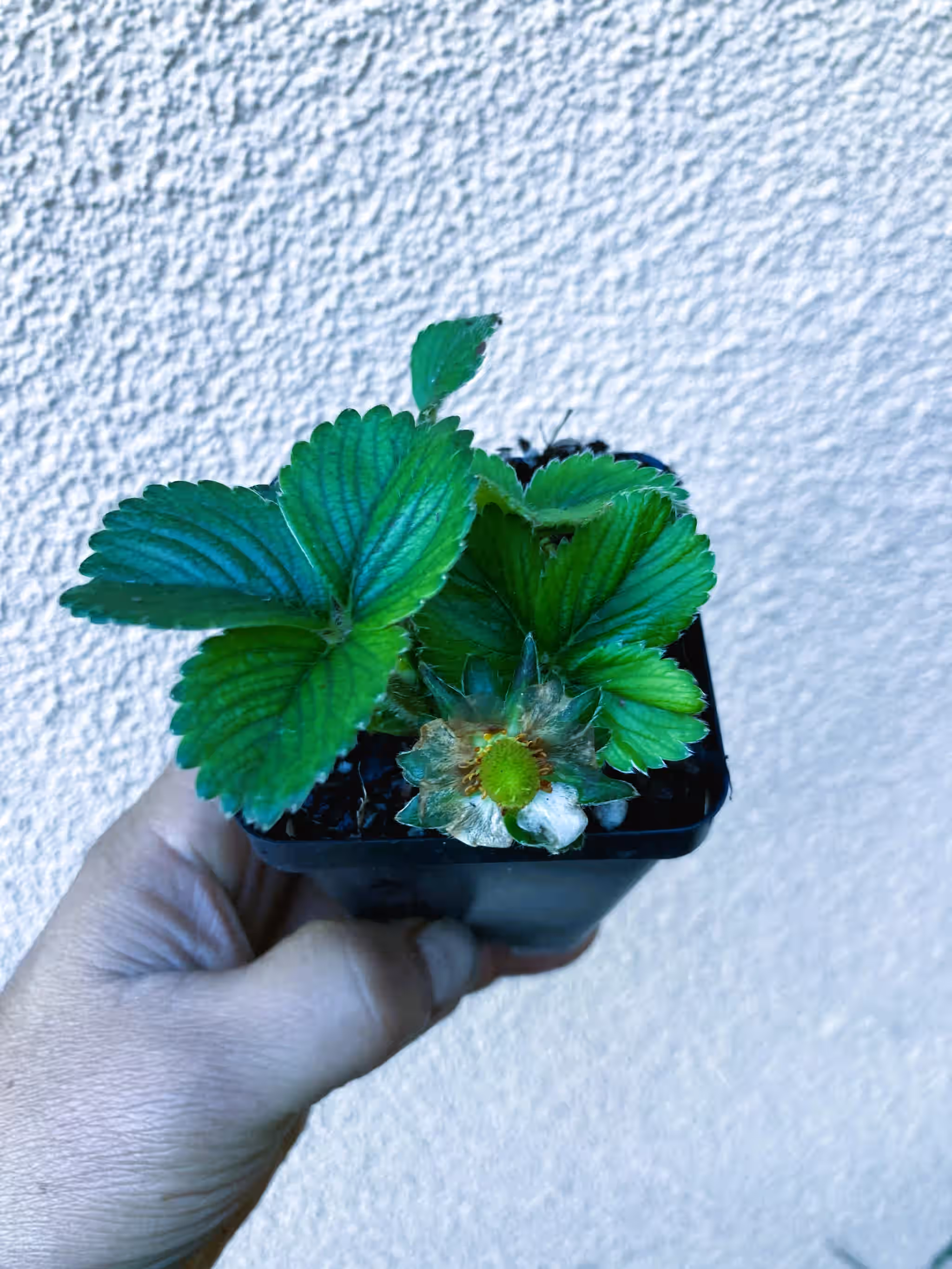 Eversweet Everbearing Strawberry Live Starter Plant