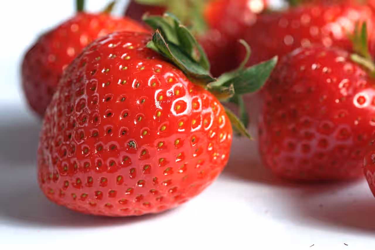 Eversweet Everbearing Strawberry Live Starter Plant 3 Eversweet Everbearing Strawberry Live Starter Plant