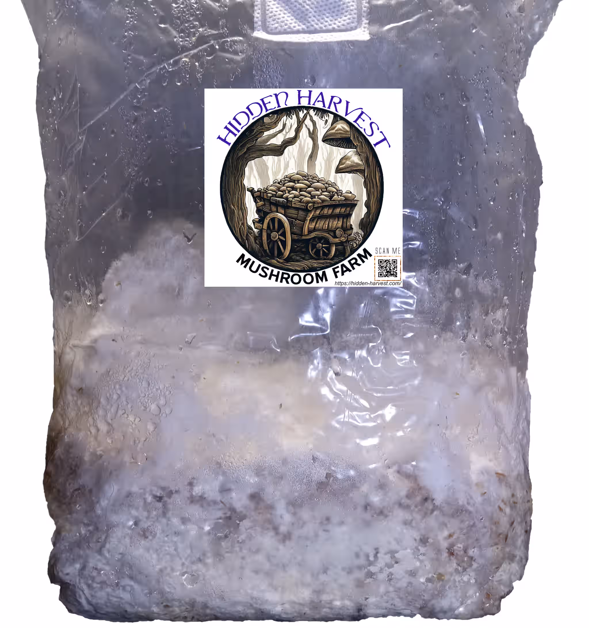 Grey Dove Oyster (Pleurotus Ostreatus) Mushroom 3-lbs Grain Spawn -TOP GENETICS-