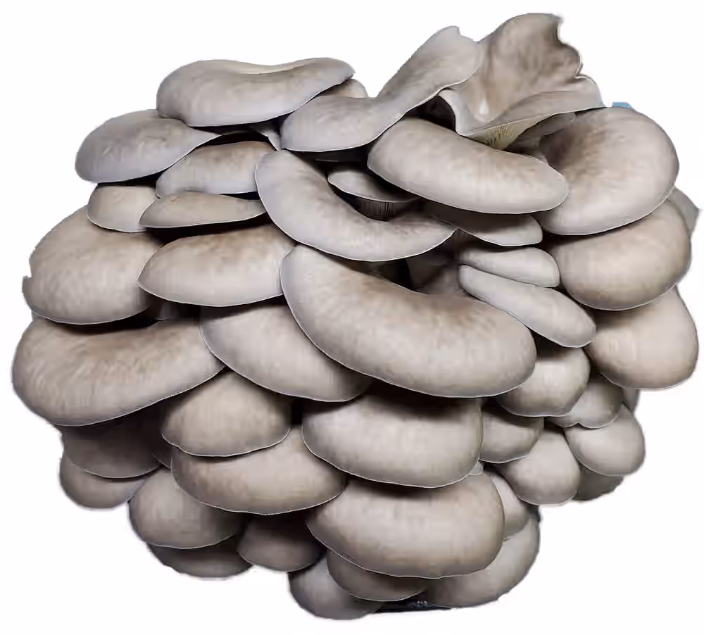 Grey Dove Oyster (Pleurotus Ostreatus) Mushroom 3-lbs Grain Spawn -TOP GENETICS-