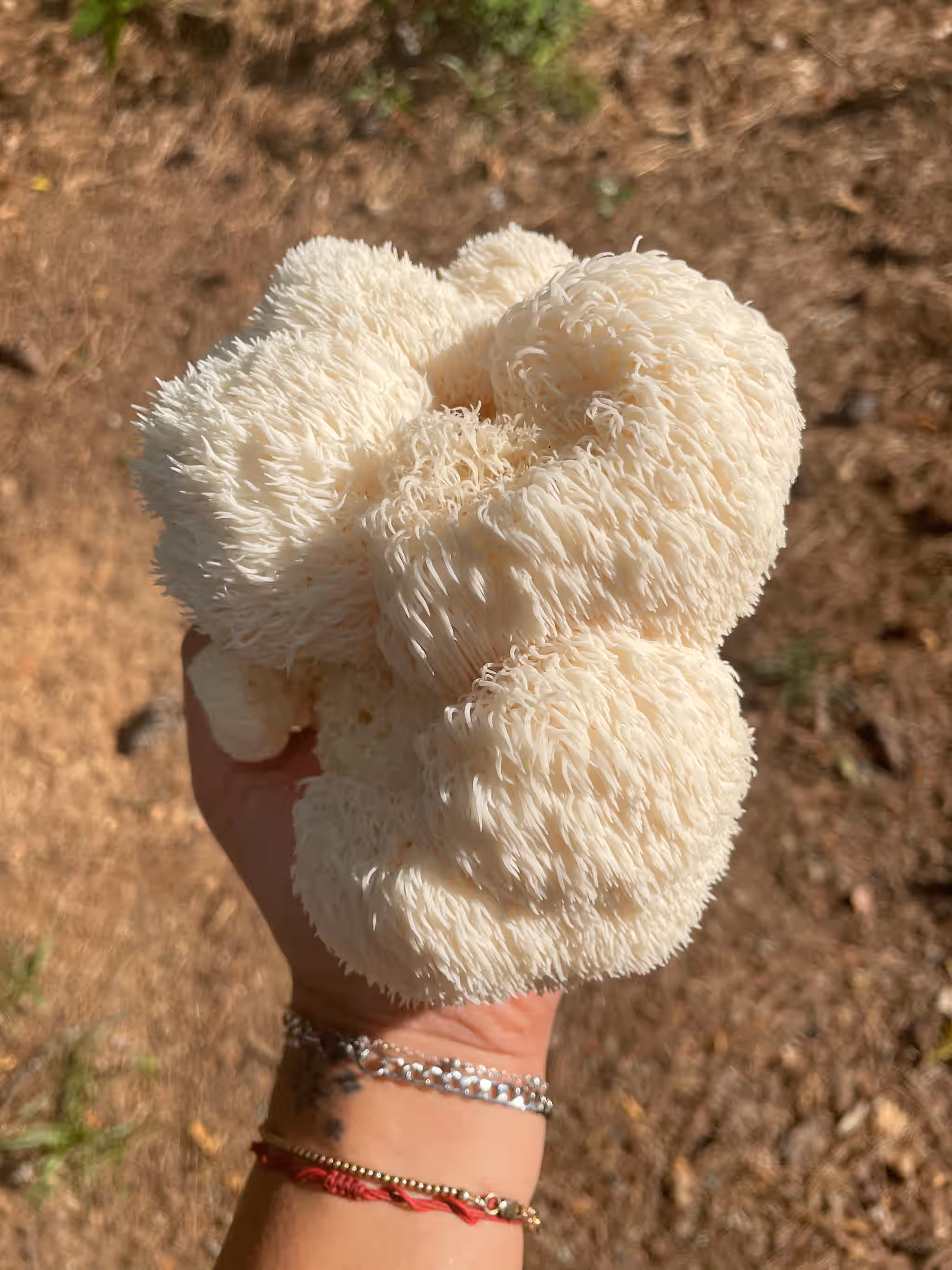 100% Lion's Mane Powder