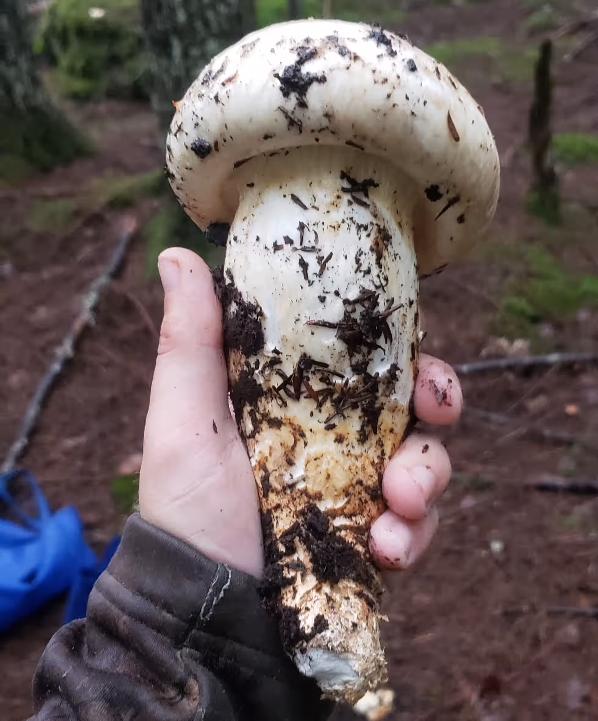 Fresh Matsutake GRADE A/1 (Per 1lb - FREE SHIPPING INCLUDED!)