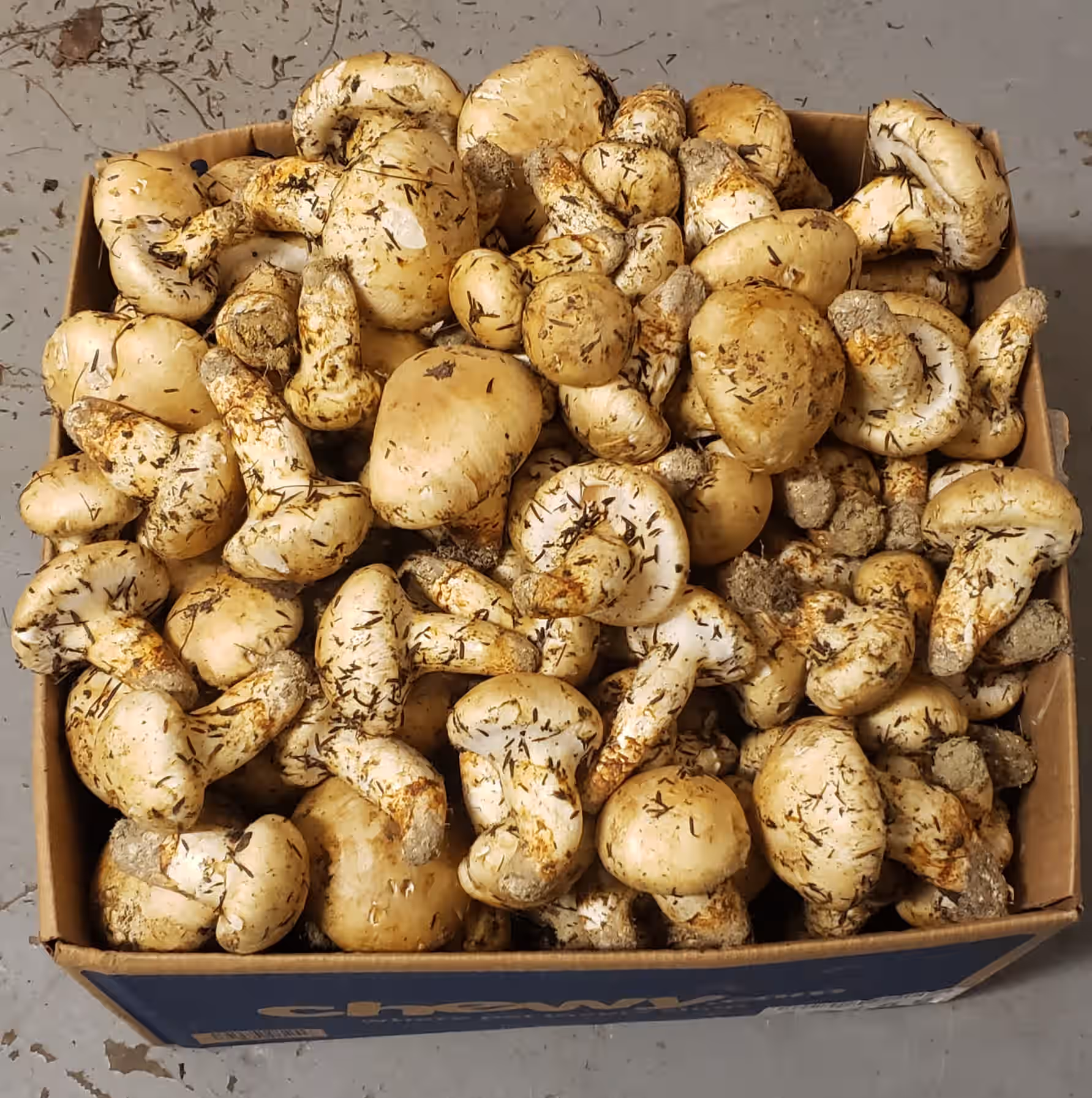 Fresh Matsutake GRADE A/1 (Per 1lb - FREE SHIPPING INCLUDED!)
