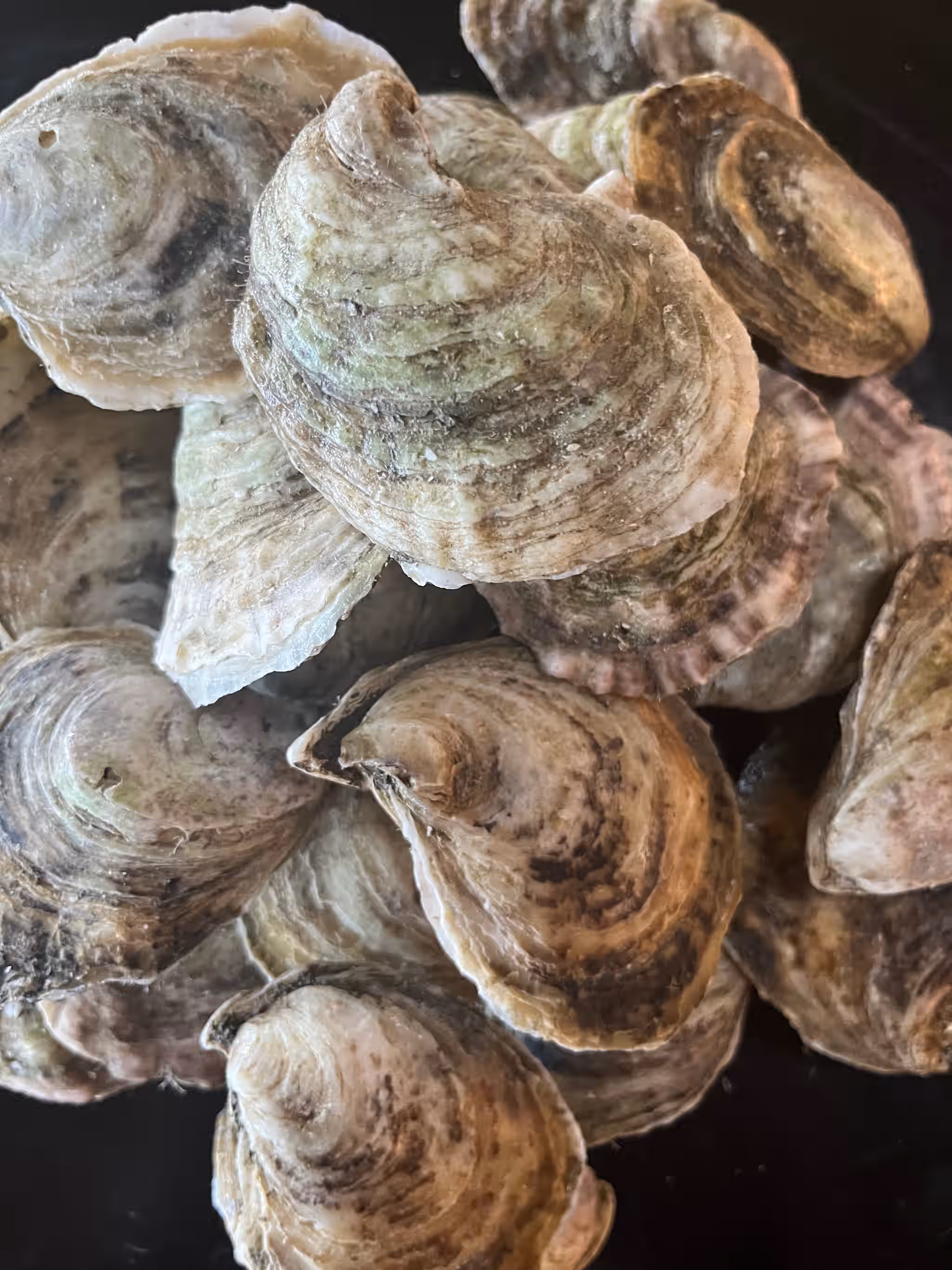 Maine Oysters, sold by the dozen