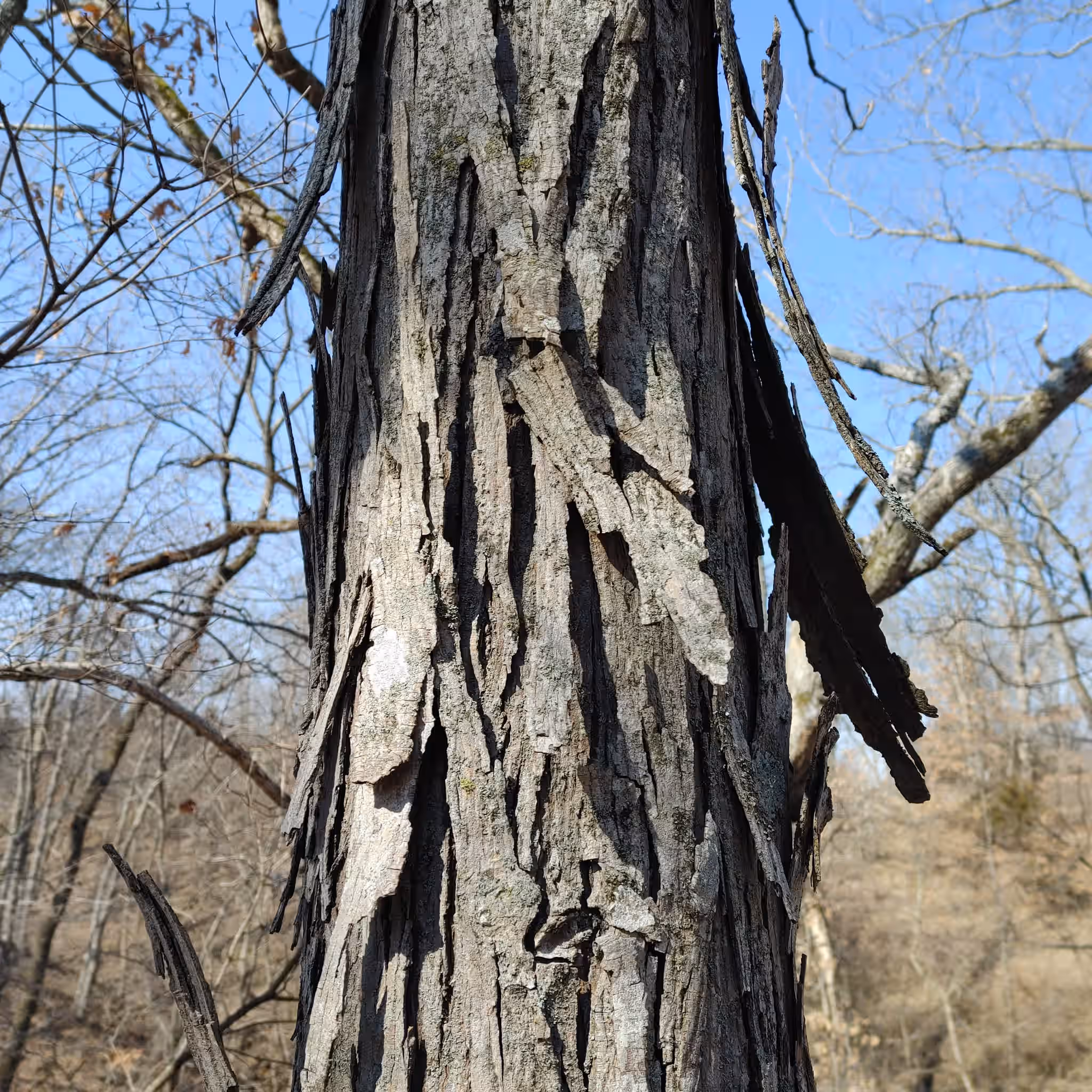 Shagbark Hickory Bark