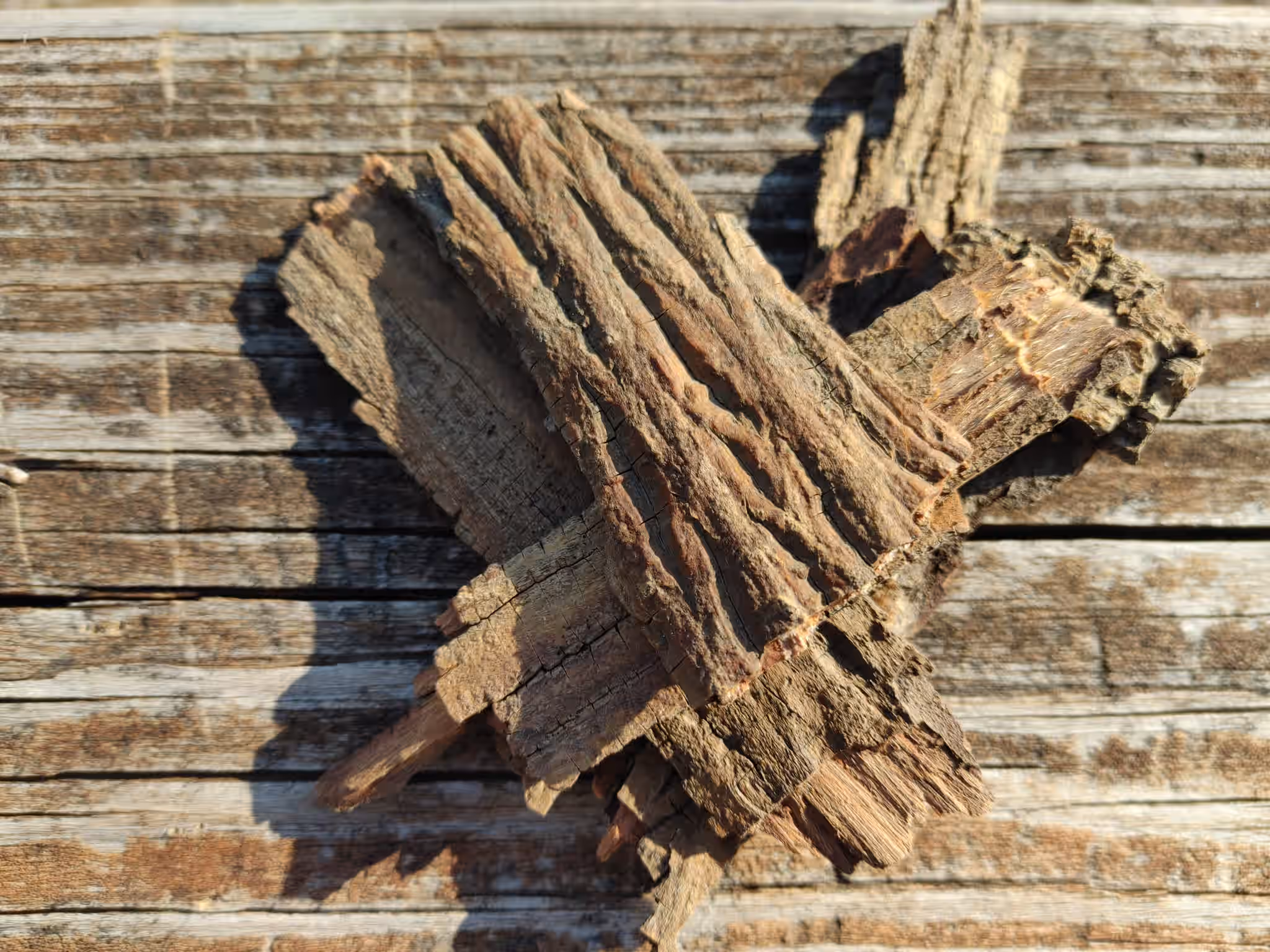 Shagbark Hickory Bark