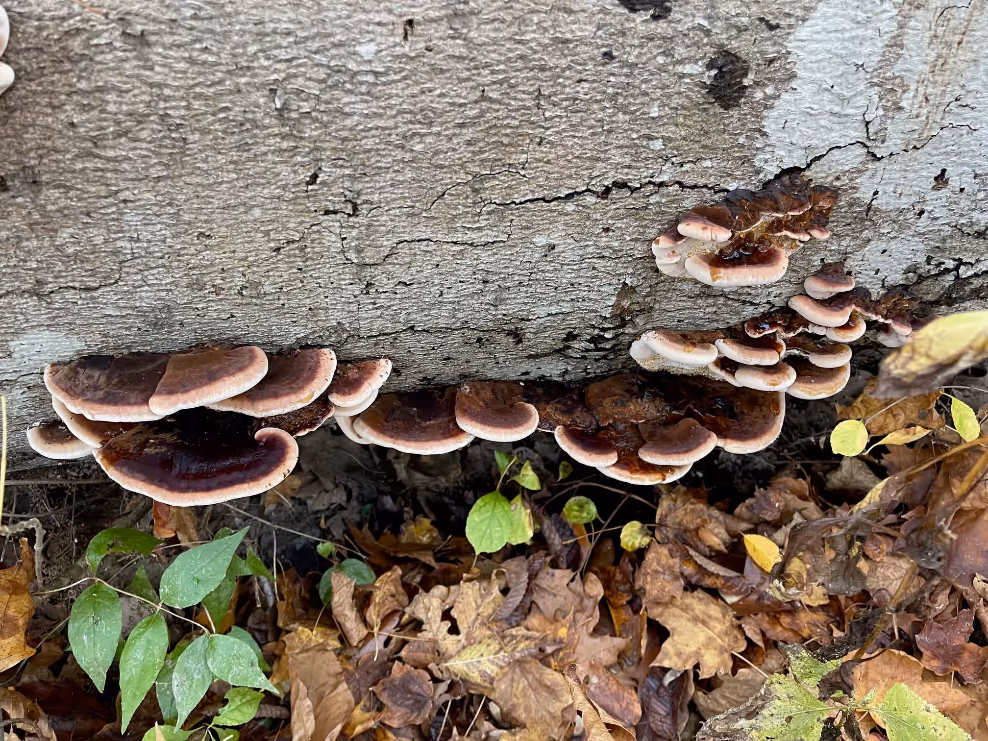 Dried Wild Resinous Polypore (Ischnoderma resinosum)