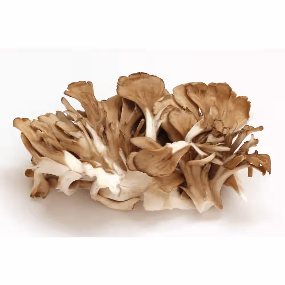 Organic Maitake Mushroom Tincture