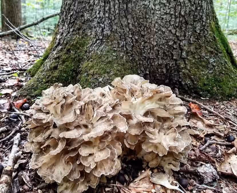 Wildcrafted Maitake Tincture