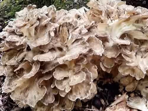 Wildcrafted Maitake Tincture