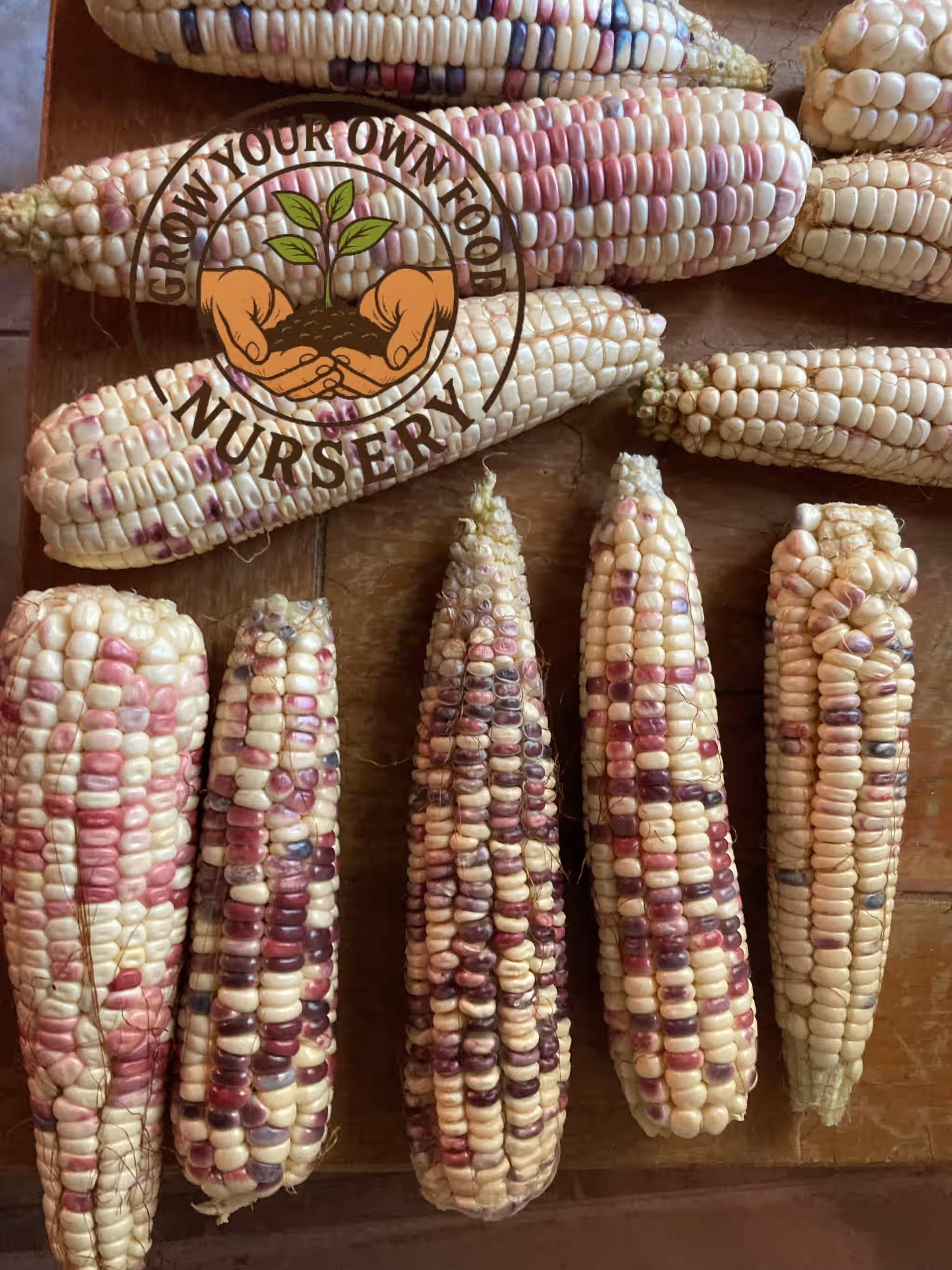 Open Pollinated,Heirloom Corn, Semilla de Elote de Maiz Pinto Precoz 50 Non GMO Seeds