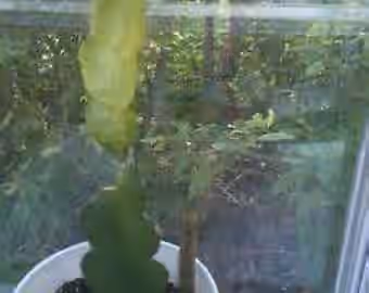 1 ‚ÄúPhysical Graffiti‚Äù Dragon Fruit ROOTED Plant