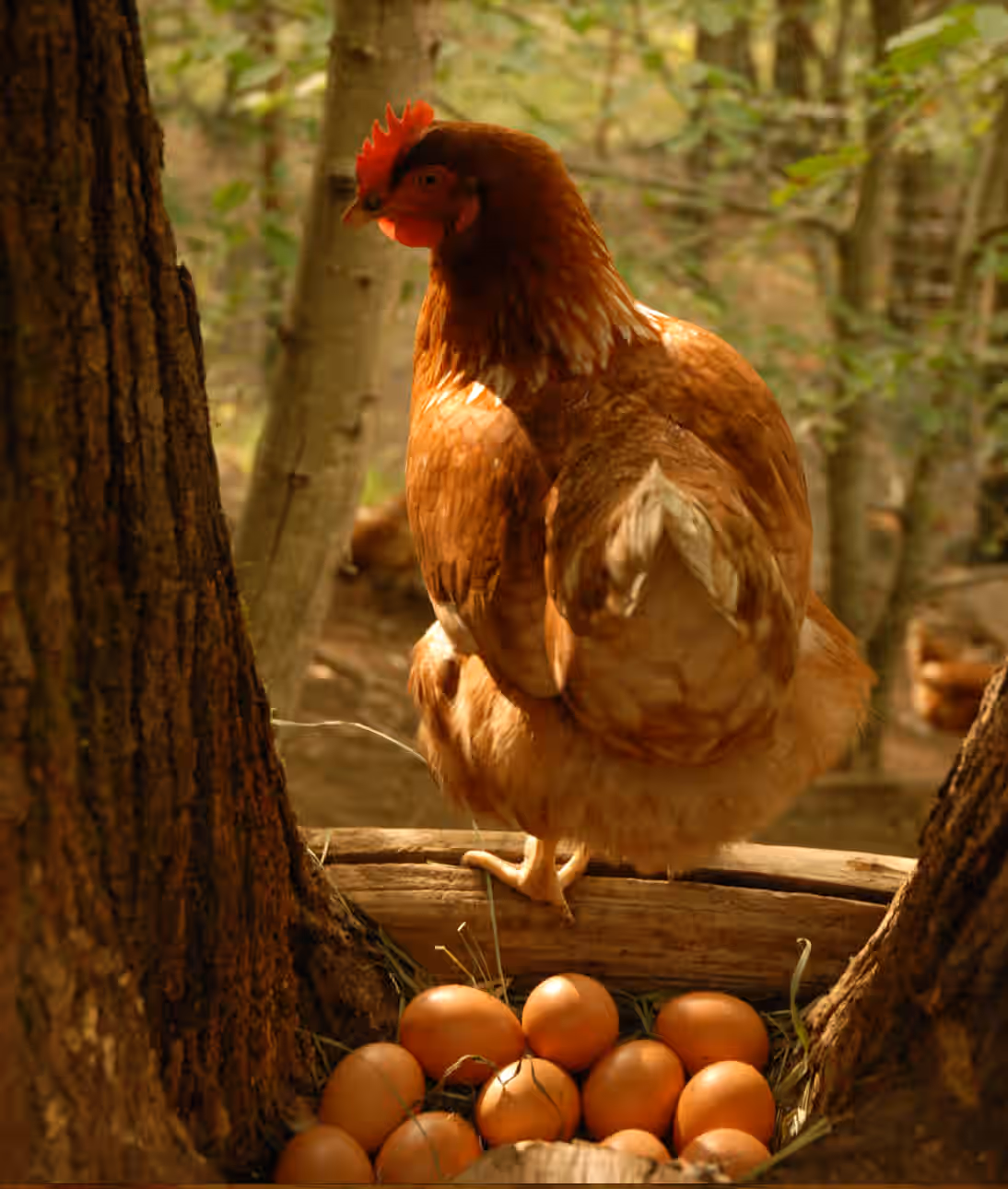 Pasture/wild chicken Eggs