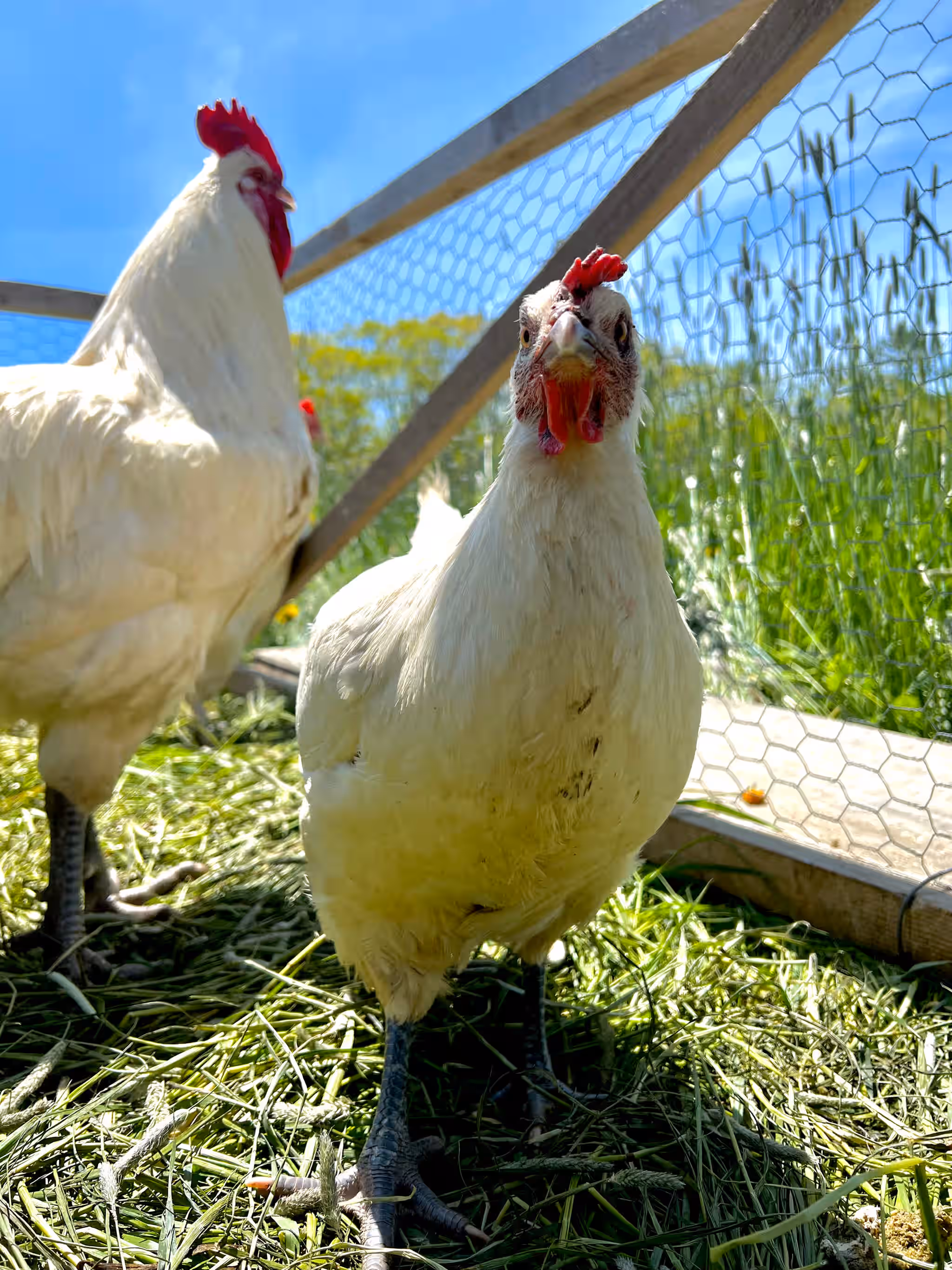 American Bresse Whole Bird