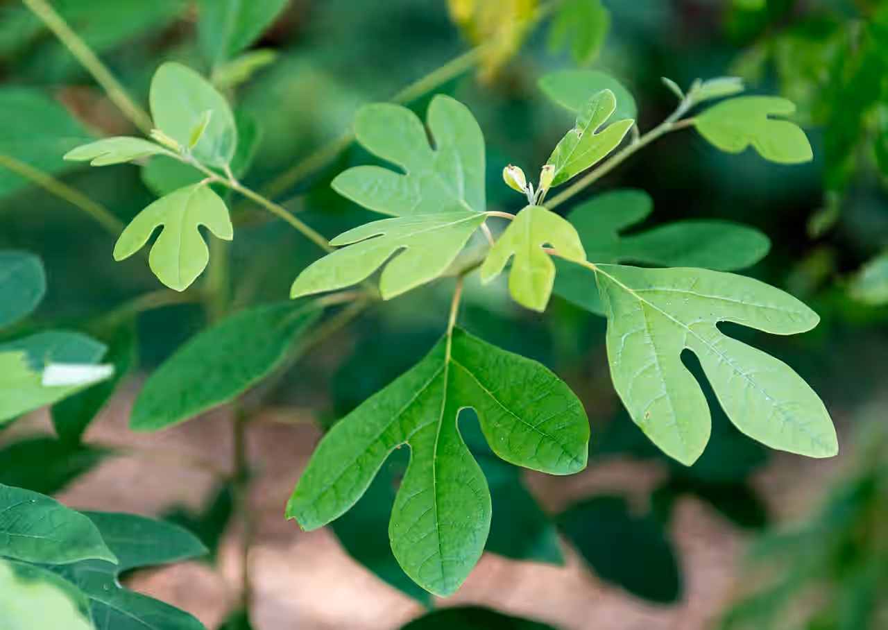 (Sassafras albidum) Sassafras Root