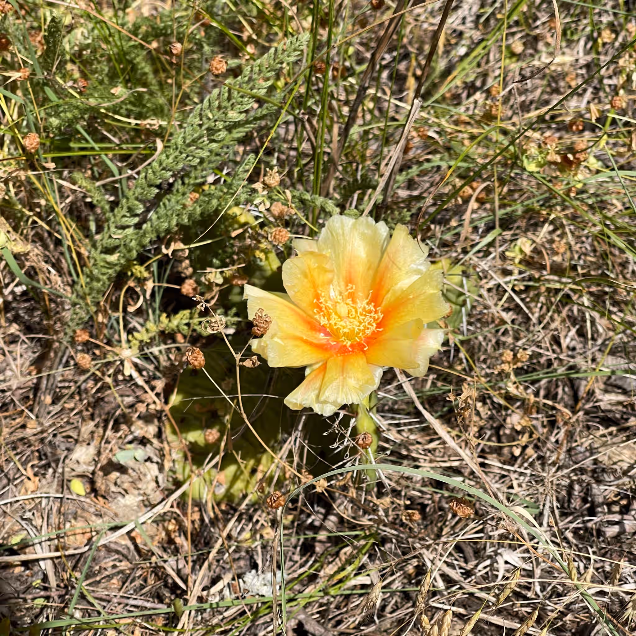 Large Living Eastern Prickly Pear Plant