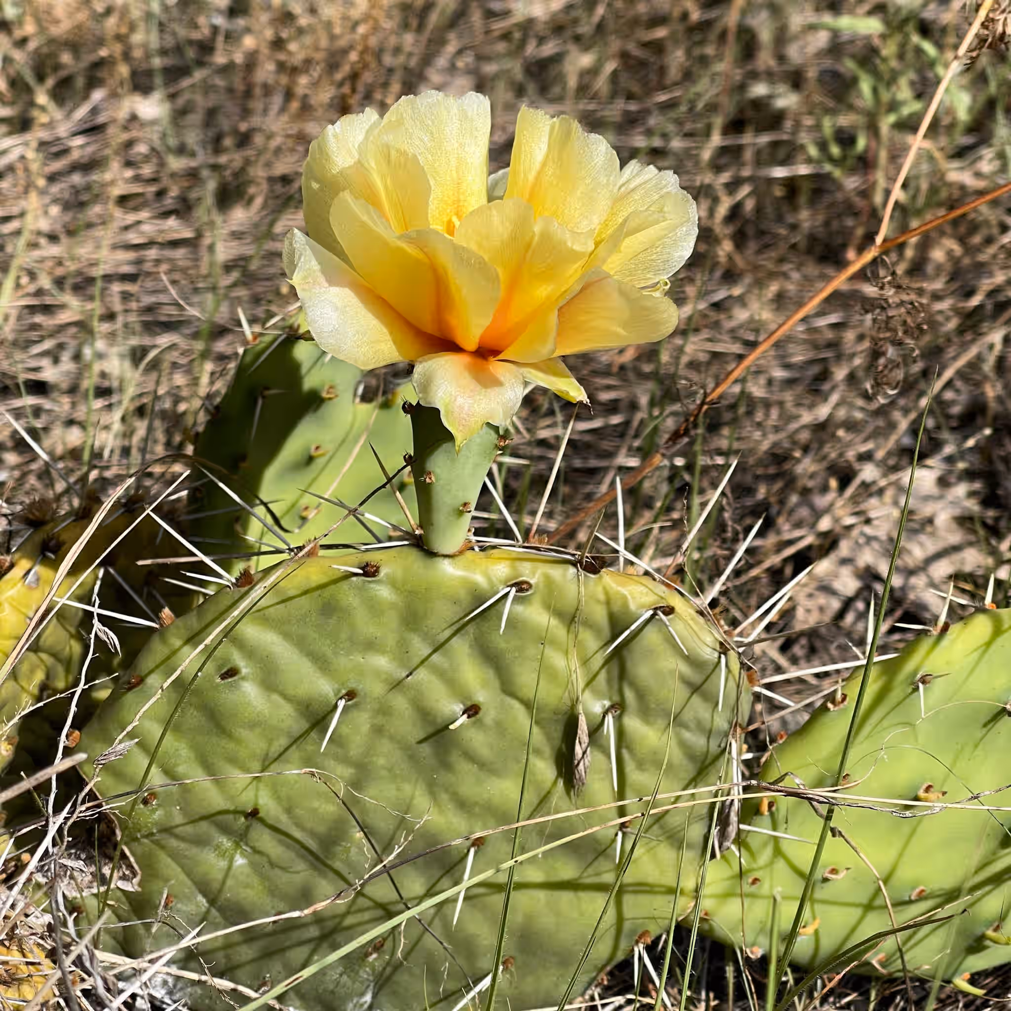 Large Living Eastern Prickly Pear Plant