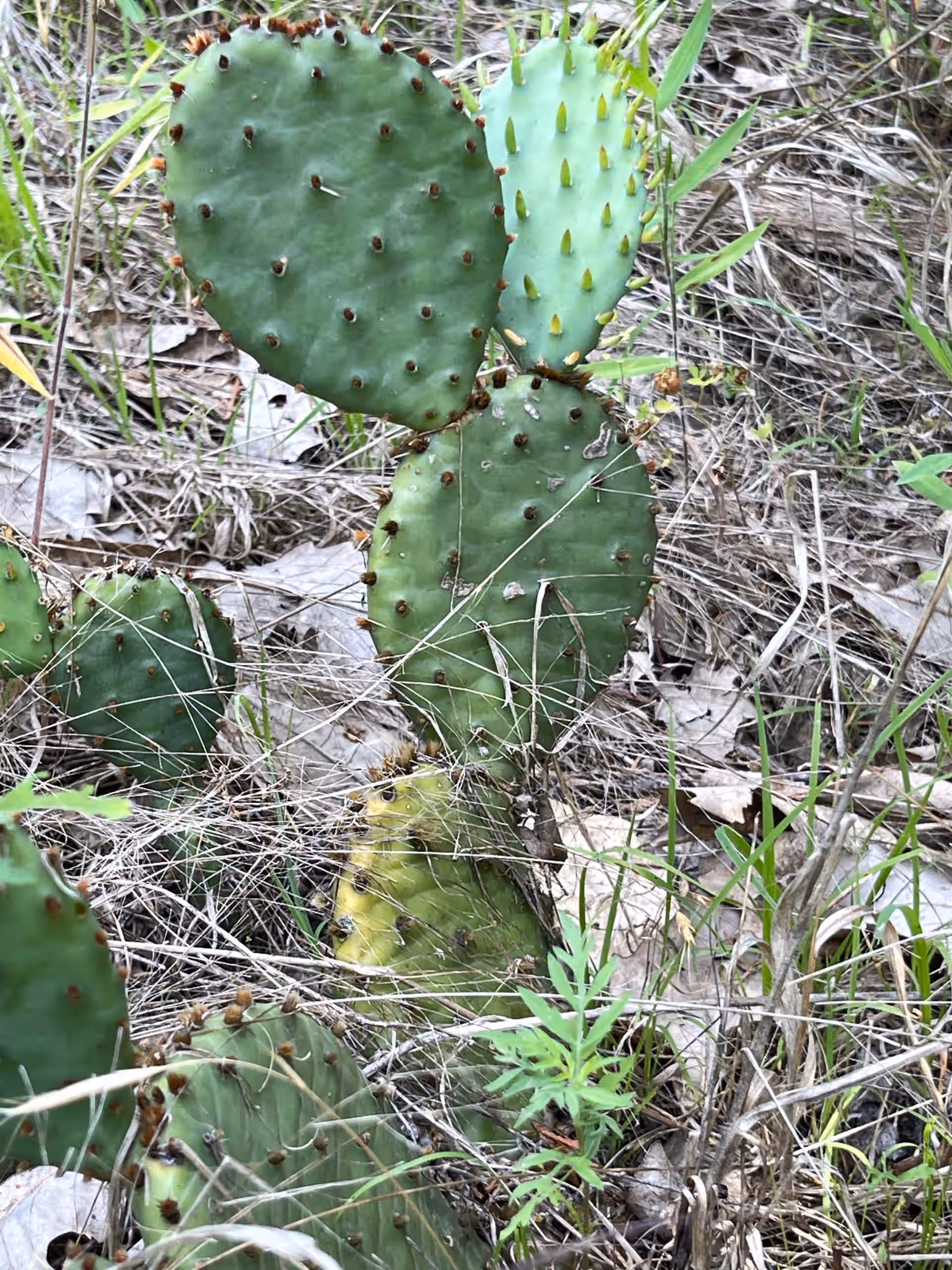 Large Living Eastern Prickly Pear Plant