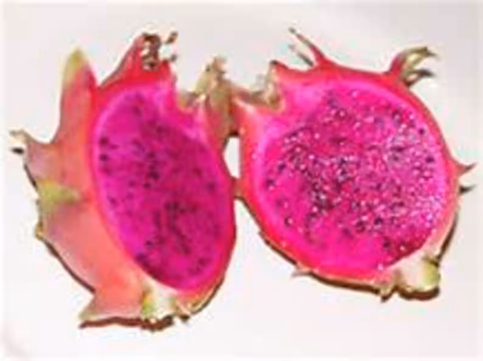 2 Rixford Dragon Fruit Cuttings