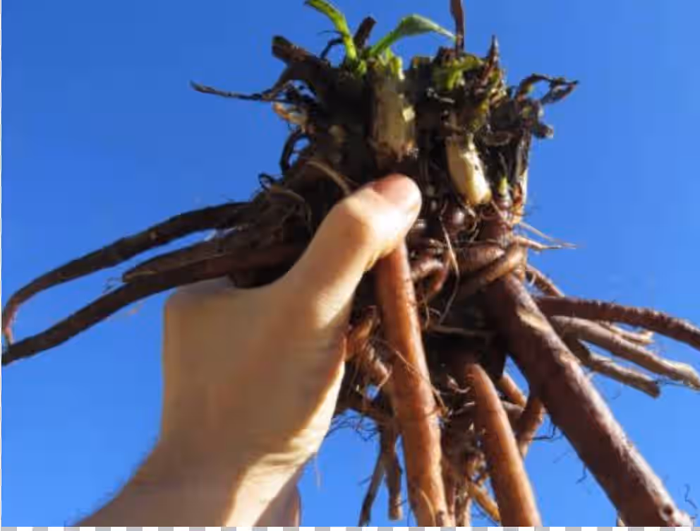 Fresh Comfrey Roots (Bocking 14 Strain)