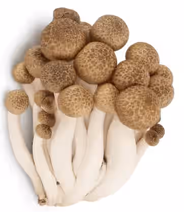 FREEZE DRIED MUSHROOMS | BROWN BEECH 1 OZ