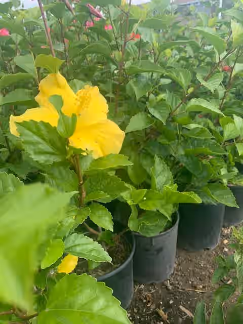 Tropical Yellow Flower Hibiscus Plant
