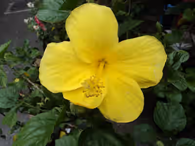 Tropical Yellow Flower Hibiscus Plant