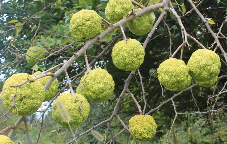 Osage Orange or Hedge Apple - Maclura pomifera