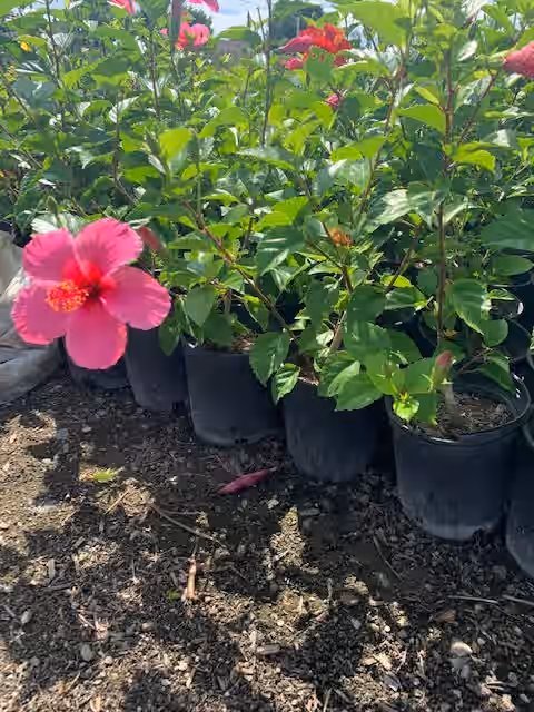 Tropical Hibiscus 'Lipstick' Pink Flower Plant