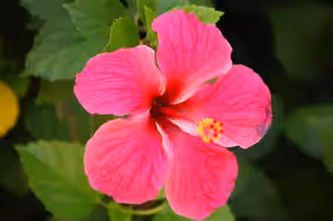 Tropical Hibiscus 'Lipstick' Pink Flower Plant