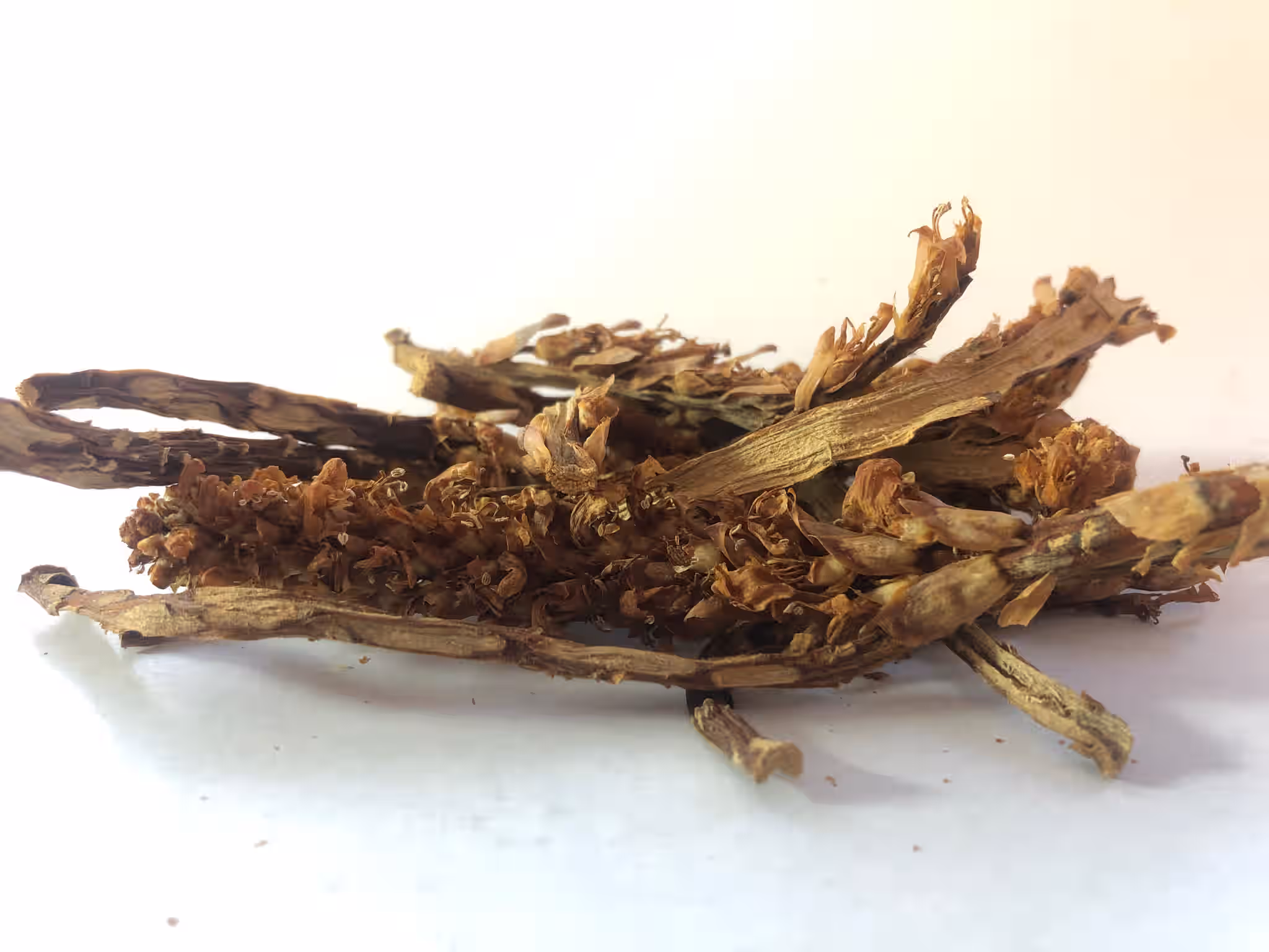 Dried Bear Corn/ Cancer Root/ Conopholis Americana (Menstrual Cramp Relief Herb)