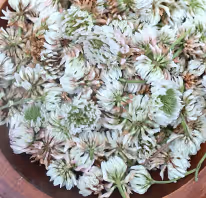 Dry White Clover Blossoms - Freshly Foraged June 2025 Harvest - Gout and Arthritis  Support