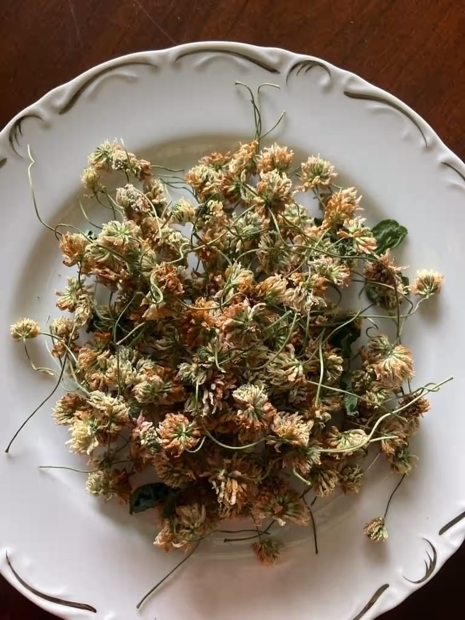 Dry White Clover Blossoms - Freshly Foraged June 2025 Harvest - Gout and Arthritis  Support