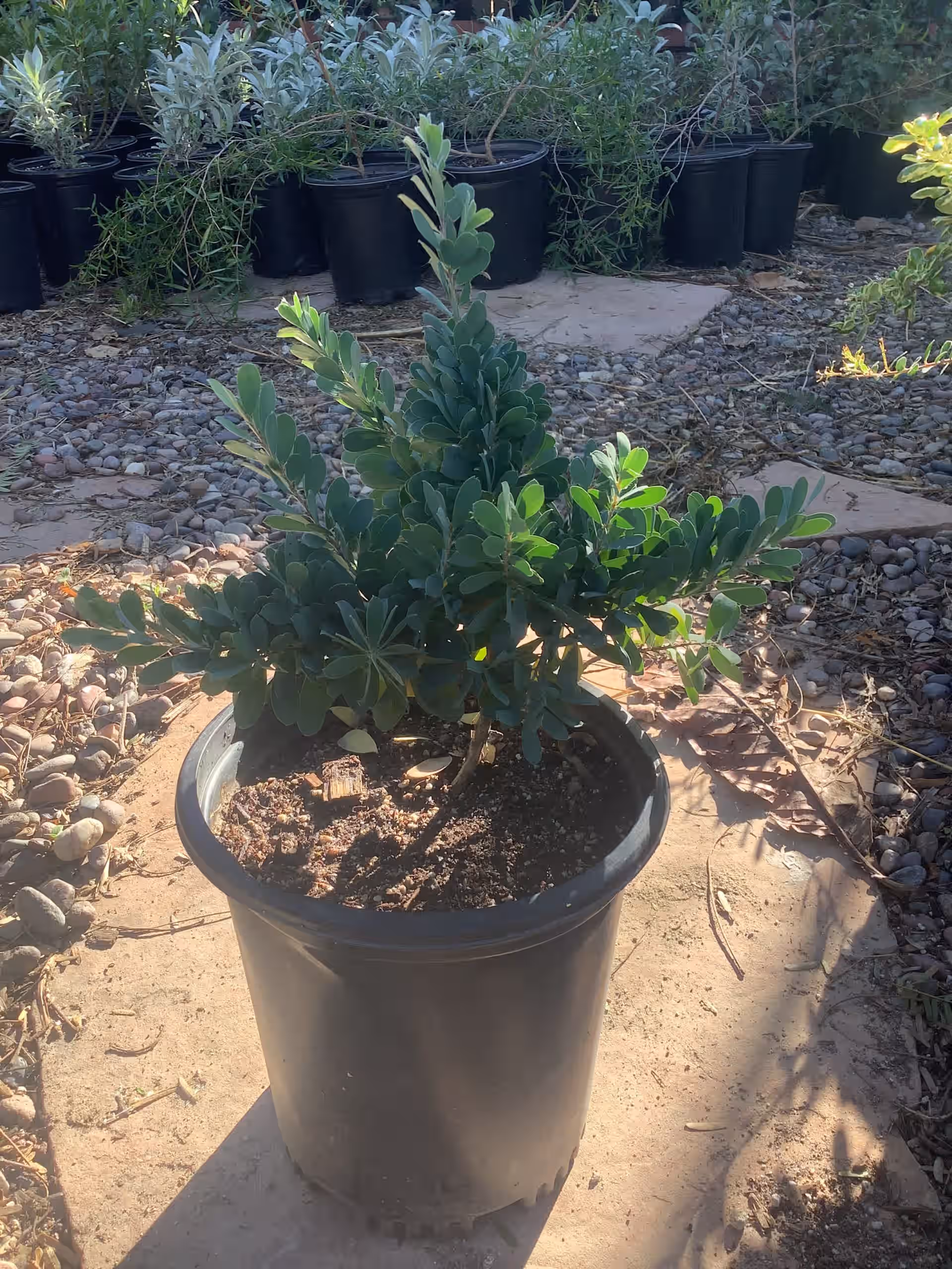 Dwarf Tea Tree Plant Leptospermum l. 'Reevesii'