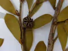 Dwarf Tea Tree Plant Leptospermum l. 'Reevesii'