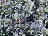 Dwarf Tea Tree Plant Leptospermum l. 'Reevesii' 3 Dwarf Tea Tree Plant Leptospermum l. 'Reevesii'