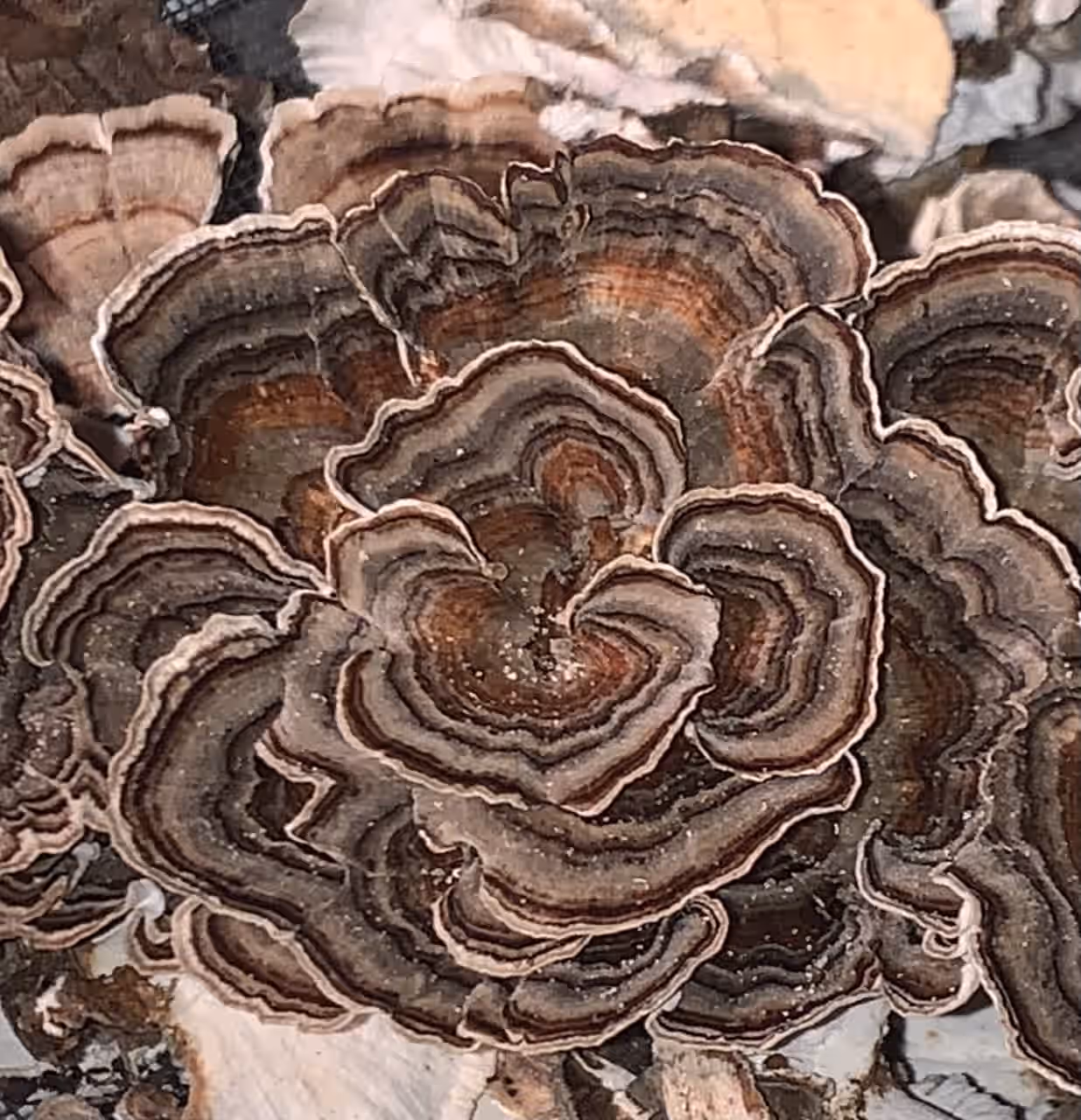 Wild Foraged Turkey Tail Double Extracted Tincture
