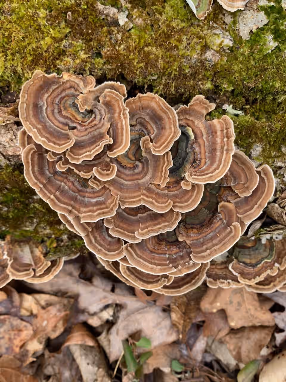 Wild Foraged Turkey Tail Double Extracted Tincture