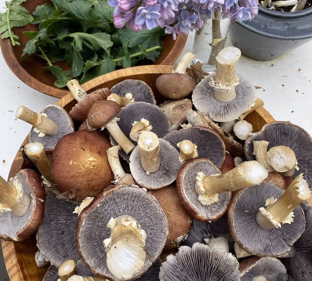 Wine Cap Mushrooms