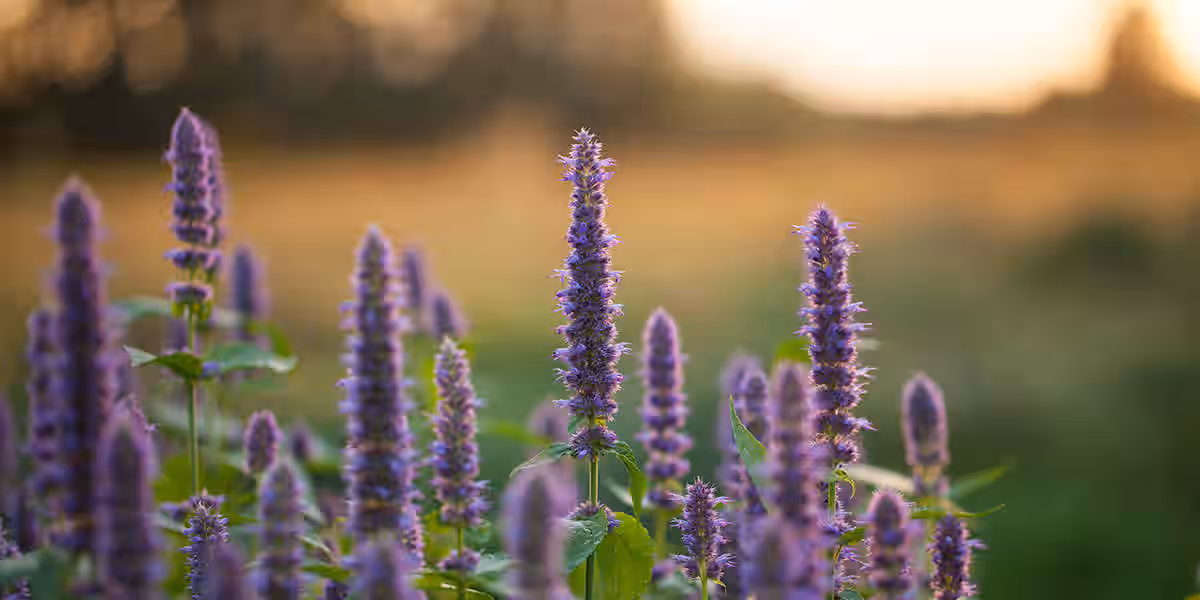 Anise Hyssop