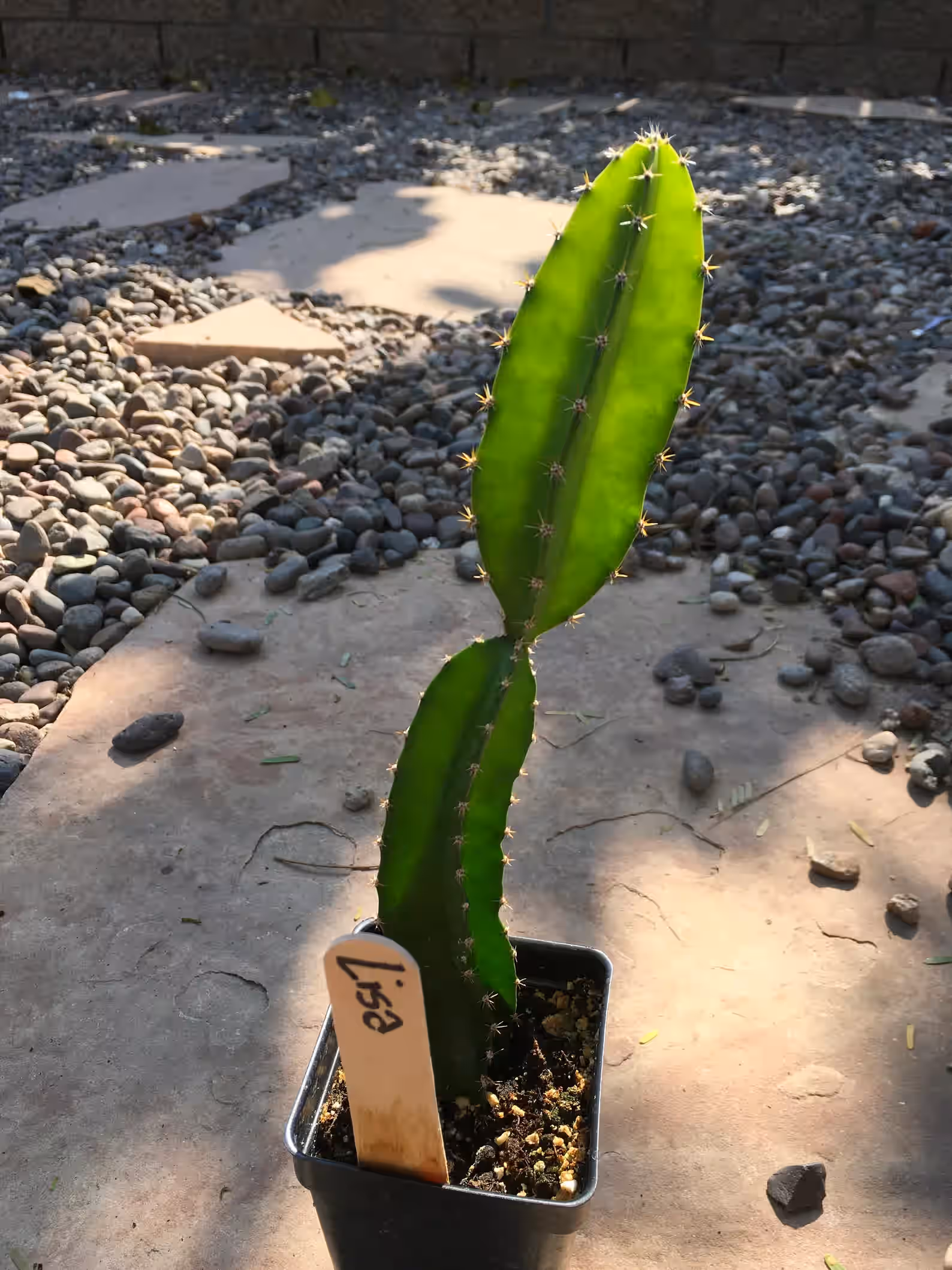 1 Lisa Dragon Fruit Plant