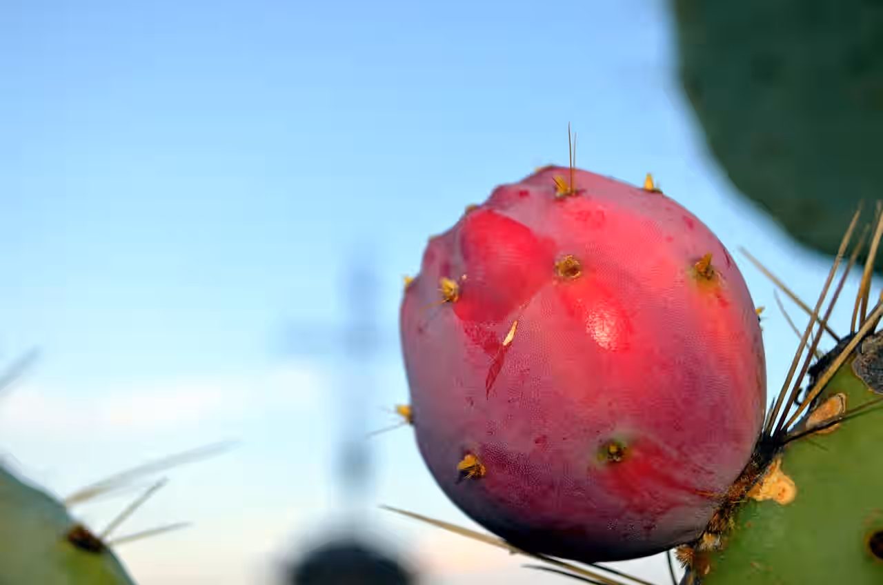 Cold Hardy Opuntia Robusta Pad Purple Tuna Pricky Pear (cutting)