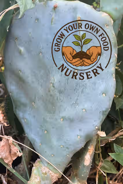 Cold Hardy Opuntia Robusta Pad Purple Tuna Pricky Pear (cutting)