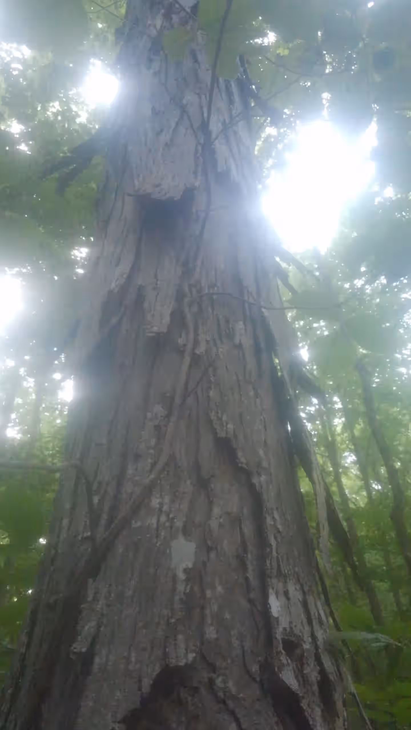 Shagbark Hickory Bark