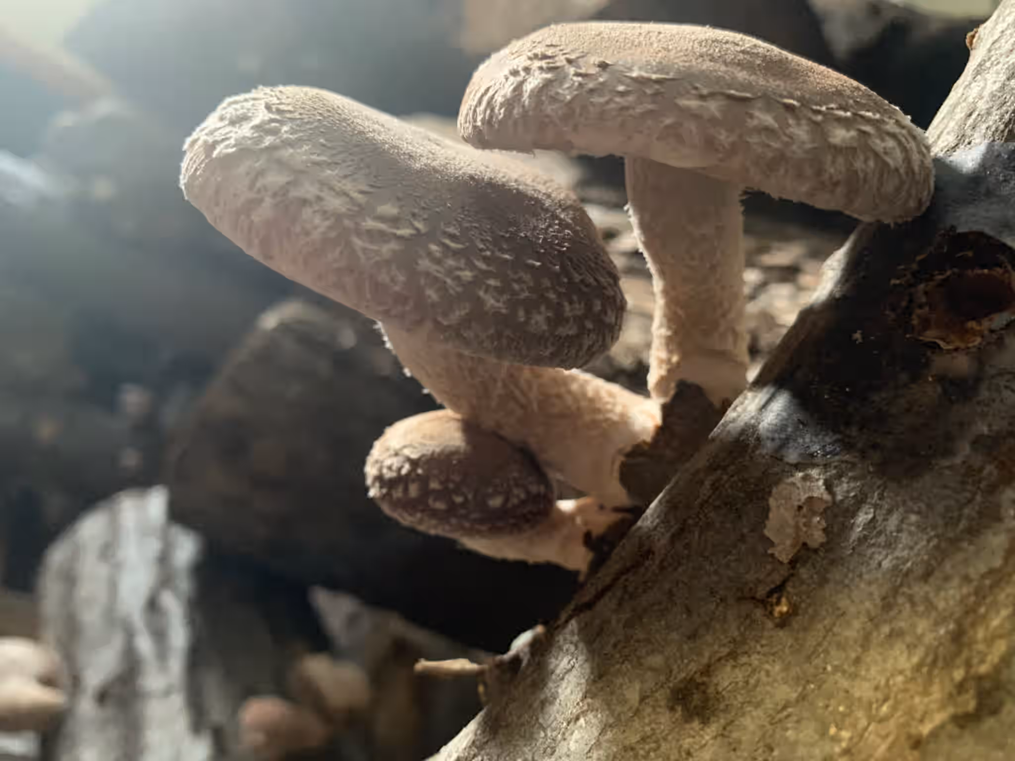 Log-Grown Shiitake Mushrooms
