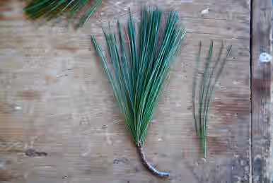 White pine needles