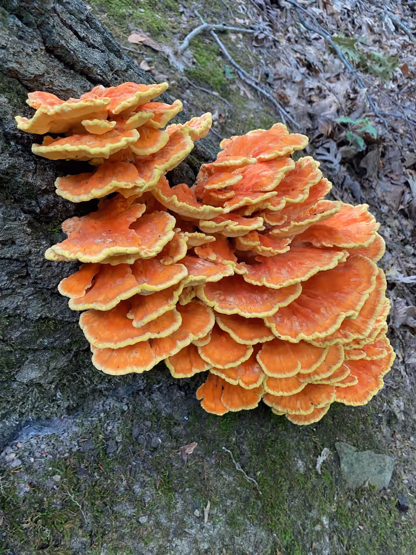 (Laetiporus sulphureus) Chicken of the Woods 1oz.
