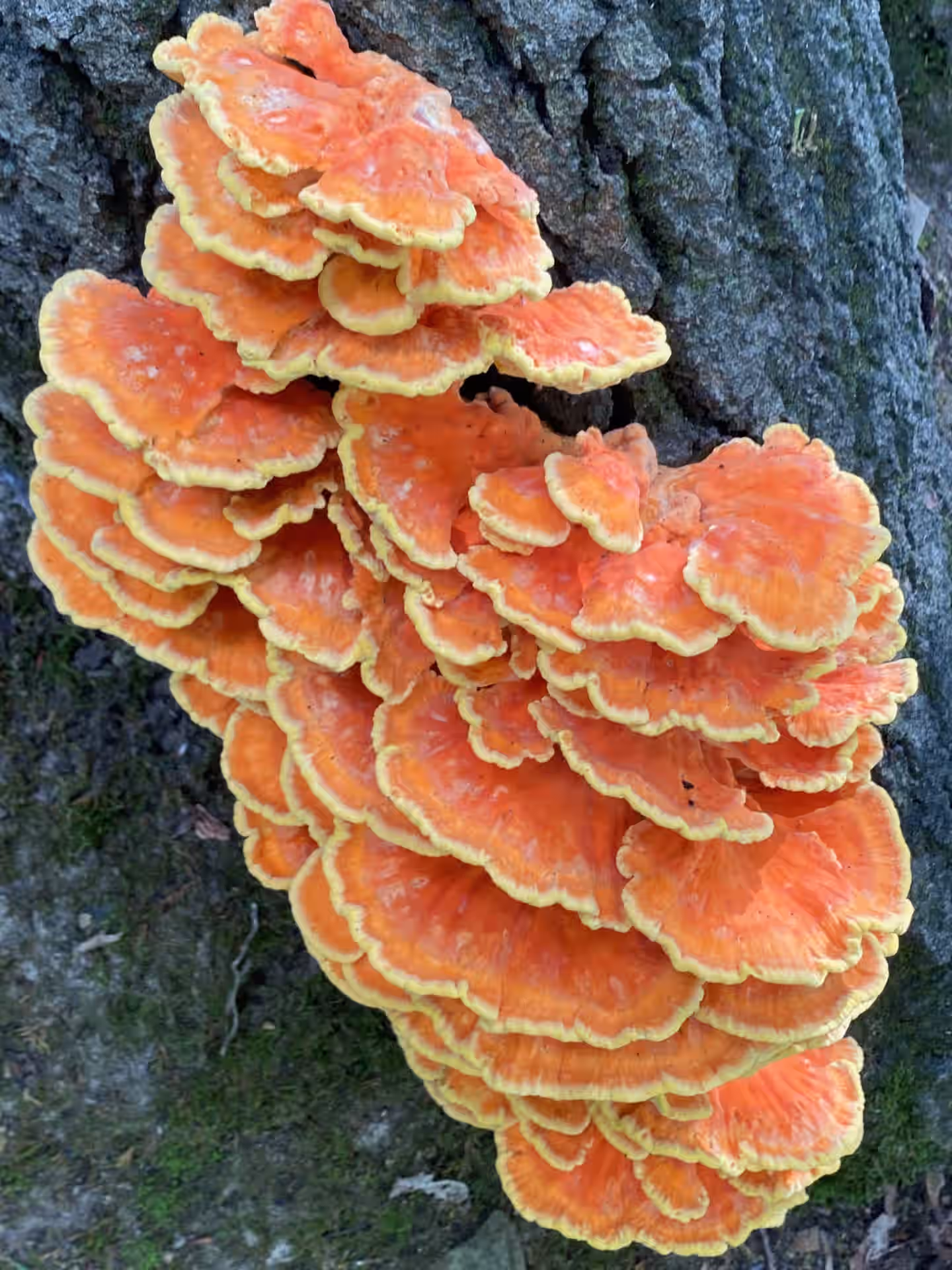 (Laetiporus sulphureus) Chicken of the Woods 1oz.