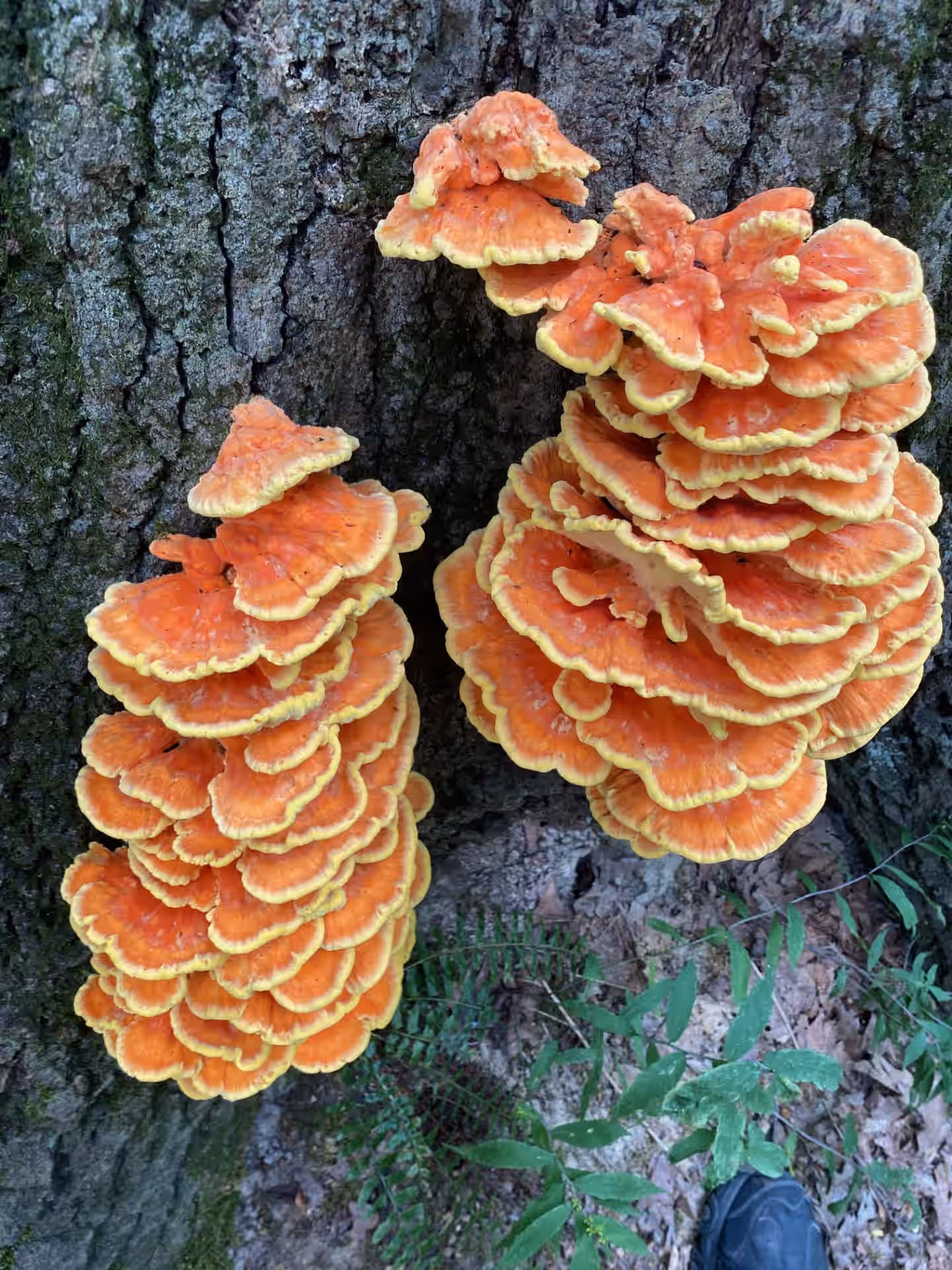 (Laetiporus sulphureus) Chicken of the Woods 1oz. 3 (Laetiporus sulphureus) Chicken of the Woods 1oz.